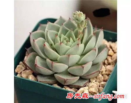 多肉植物最给力的养护方法
