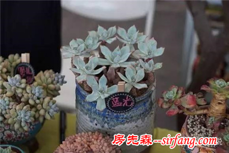 多肉植物最给力的养护方法