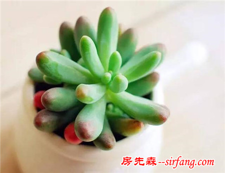 同样是养多肉的，看看人家萌出的状态