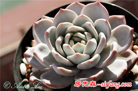 同样是养多肉的，看看人家萌出的状态