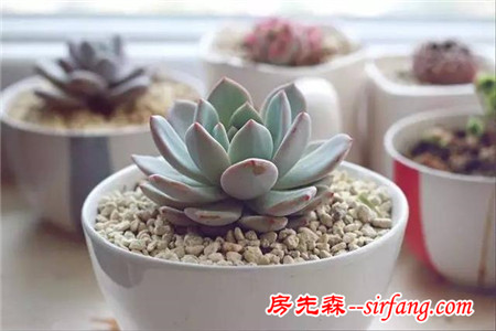 同样是养多肉的，看看人家萌出的状态