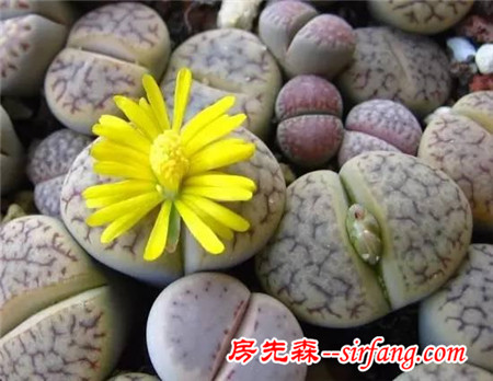 同样是养多肉的，看看人家萌出的状态
