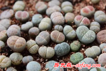 同样是养多肉的，看看人家萌出的状态