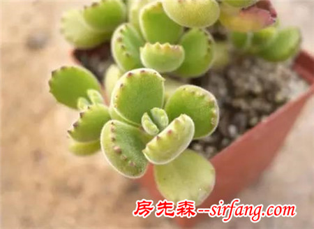 同样是养多肉的，看看人家萌出的状态
