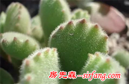 同样是养多肉的，看看人家萌出的状态