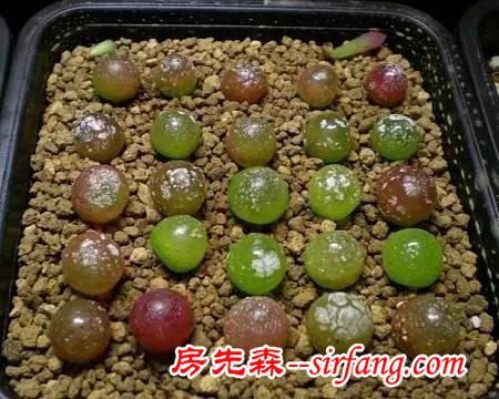 同样是养多肉的，看看人家萌出的状态