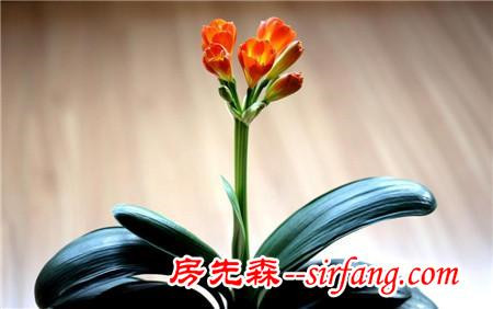 为什么别人养的君子兰总开花，你家的总夹箭？