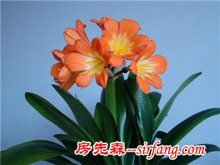 为什么别人养的君子兰总开花，你家的总夹箭？