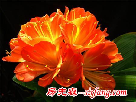 为什么别人养的君子兰总开花，你家的总夹箭？