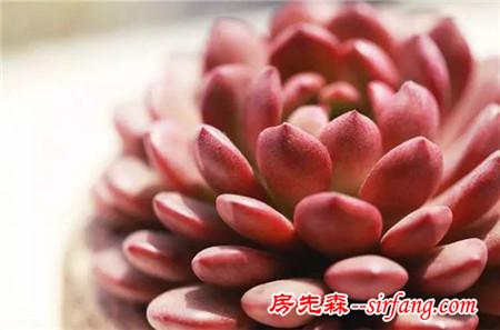 同样是养多肉的，看看人家萌出的状态