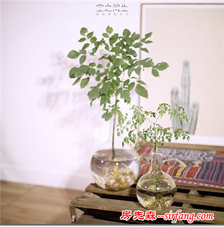 怎么給水培綠植挑一個(gè)好看又有創(chuàng)意的花盆？