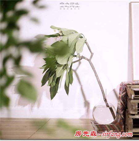 怎么給水培綠植挑一個(gè)好看又有創(chuàng)意的花盆？