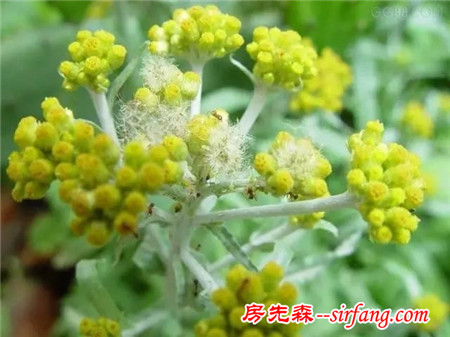 植物百科 | 20种庭院常见花卉植物，别再说你不认识了！