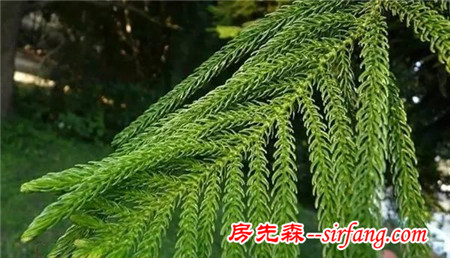 植物百科 | 20种庭院常见花卉植物，别再说你不认识了！