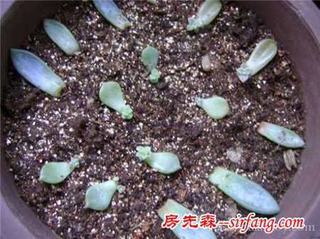 【园艺】多肉植物养护日志:一盆组合肉肉的成长