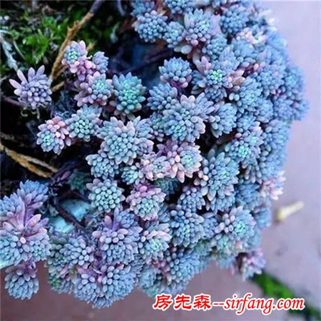 建个小院养多肉