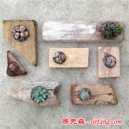 建个小院养多肉