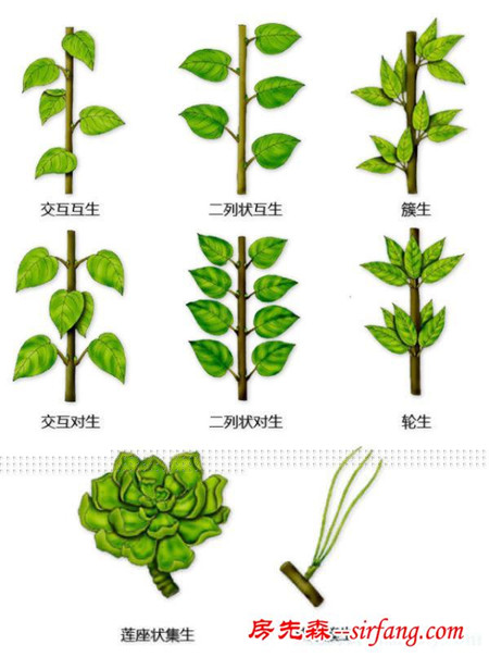 有了这些植物形态图解，认识植物很容易！