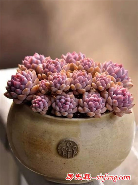 建个小院养多肉