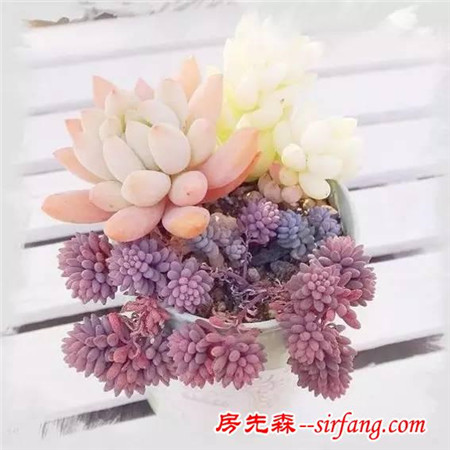 建个小院养多肉