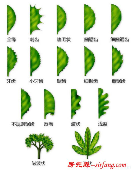 有了这些植物形态图解，认识植物很容易！