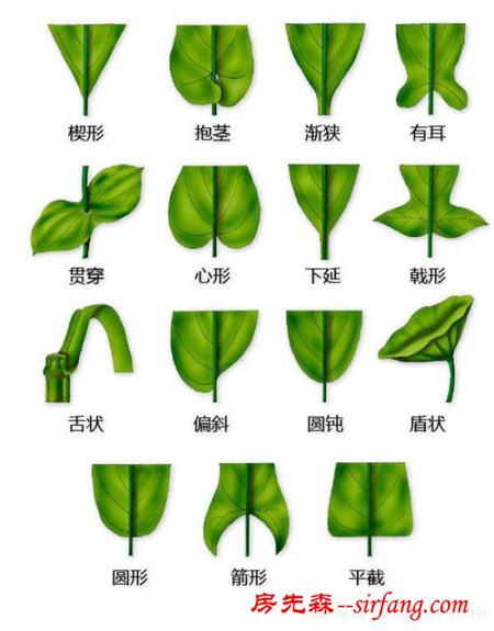 有了这些植物形态图解，认识植物很容易！