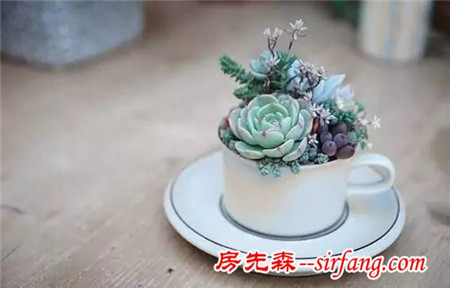建个小院养多肉