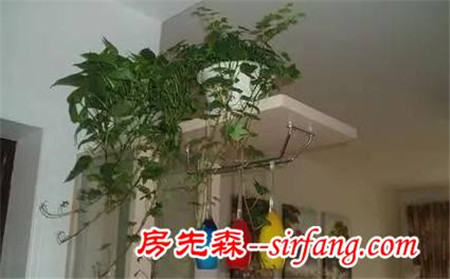 告诉你，卧室摆放什么植物净化空气？