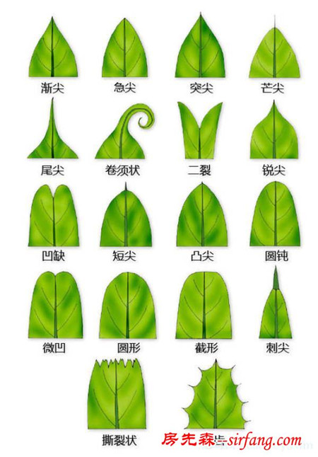 有了这些植物形态图解，认识植物很容易！