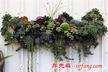 建个小院养多肉