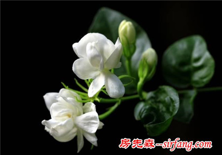 它們的存在，讓這個(gè)秋季不再蕭瑟
