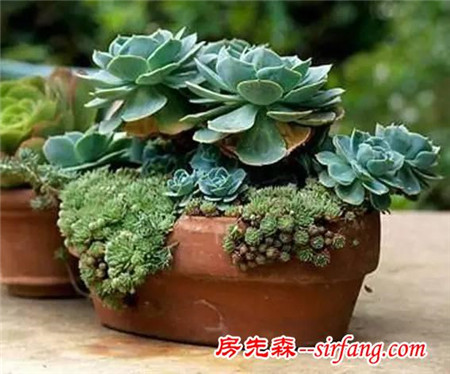 建个小院养多肉