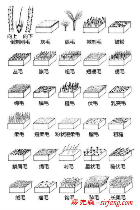 有了这些植物形态图解，认识植物很容易！