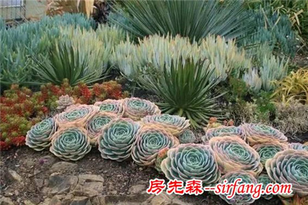 建个小院养多肉