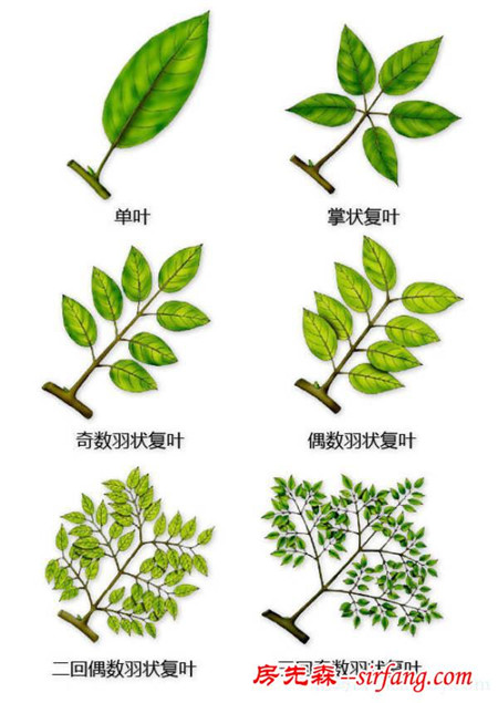 有了这些植物形态图解，认识植物很容易！