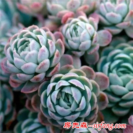 建个小院养多肉
