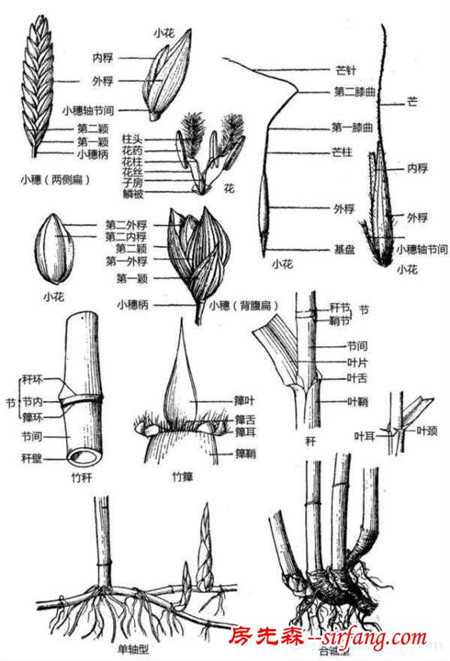 有了这些植物形态图解，认识植物很容易！