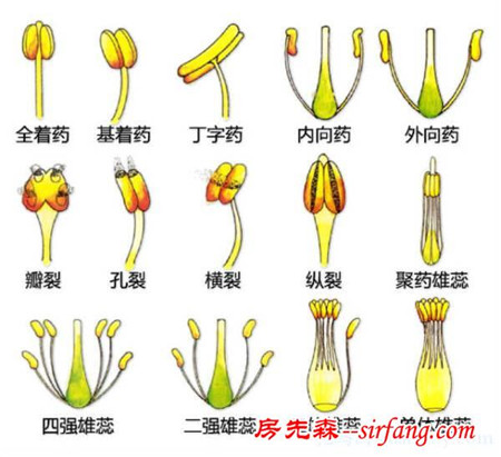 有了这些植物形态图解，认识植物很容易！