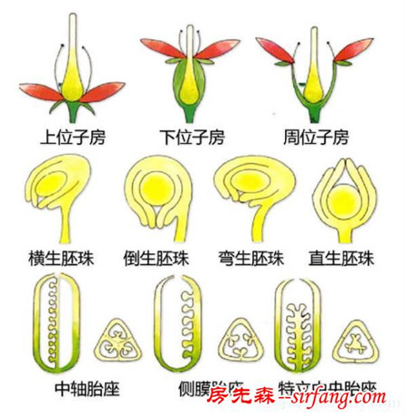 有了这些植物形态图解，认识植物很容易！