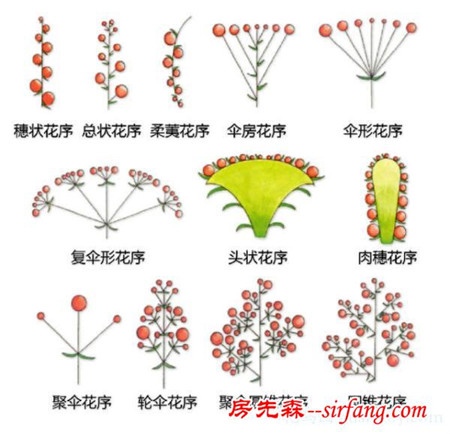 有了这些植物形态图解，认识植物很容易！