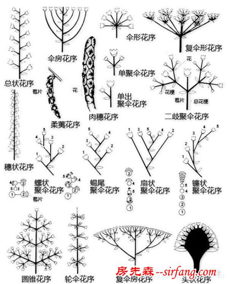 有了这些植物形态图解，认识植物很容易！