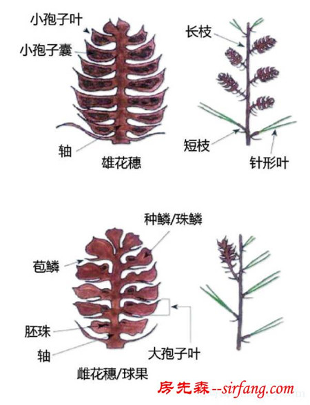 有了这些植物形态图解，认识植物很容易！