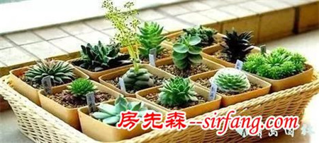 解答关于多肉植物的疑问