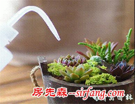 解答关于多肉植物的疑问