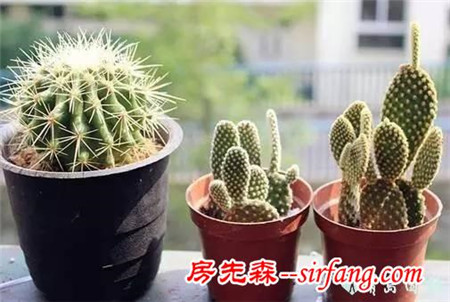 解答关于多肉植物的疑问