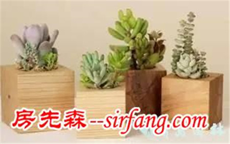 解答关于多肉植物的疑问