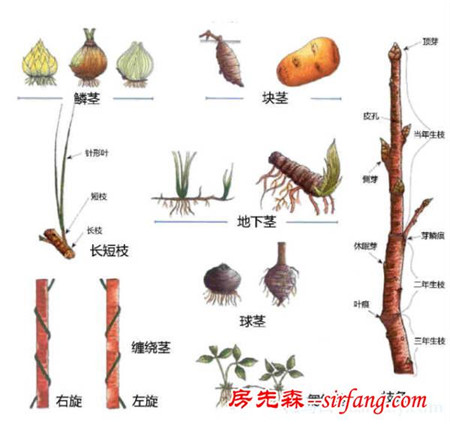 有了这些植物形态图解，认识植物很容易！