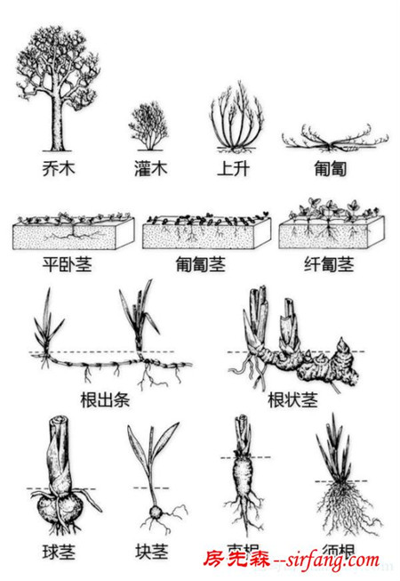 有了这些植物形态图解，认识植物很容易！