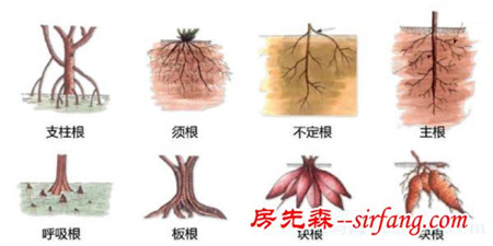 有了这些植物形态图解，认识植物很容易！