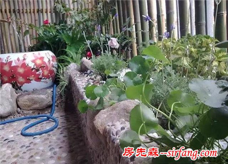 阳台种花：怕脏、怕蚊、怕漏水？